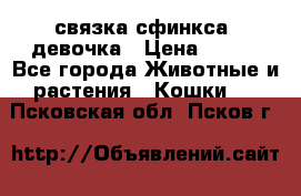 связка сфинкса. девочка › Цена ­ 500 - Все города Животные и растения » Кошки   . Псковская обл.,Псков г.